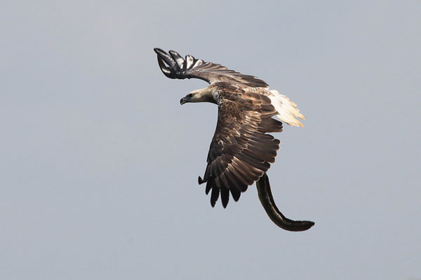 White-bellied Sea-Eagle